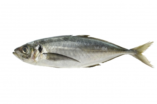 19年5月 あじ おべんとね っと